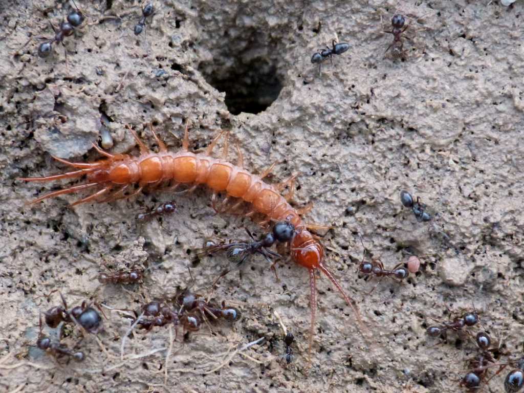 Lithobius sp. ospiti di Messor structor - Tolfa (RM) e Roma